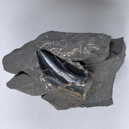 アオザメの歯の化石 | 上田市立博物館