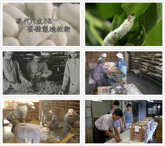 「現代に生きる蚕種製造技術」コンテンツ画像