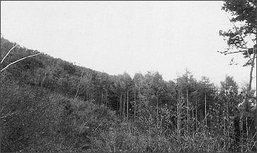 ドロヤナギの自生している山林の写真