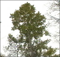 ドロヤナギの木立の写真